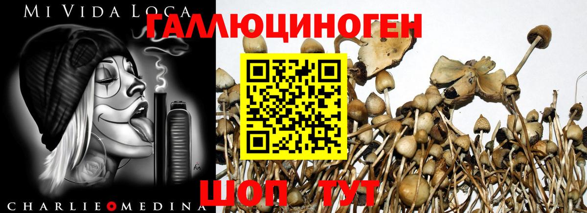 Псилоцибиновые грибы мицелий Сунжа